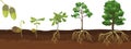 Life cycle of oak tree. Growth stages from acorn and sprout to old tree with root system